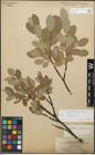 Foto von Salix glauca L.